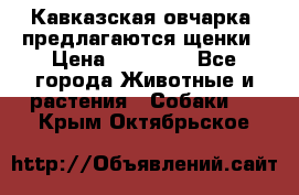 Кавказская овчарка -предлагаются щенки › Цена ­ 20 000 - Все города Животные и растения » Собаки   . Крым,Октябрьское